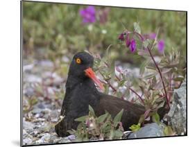 USA, Alaska, Glacier Bay NP. Black Oyster Catcher Bird and Flowers-Jaynes Gallery-Mounted Premium Photographic Print