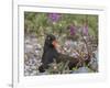 USA, Alaska, Glacier Bay NP. Black Oyster Catcher Bird and Flowers-Jaynes Gallery-Framed Photographic Print