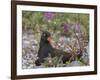 USA, Alaska, Glacier Bay NP. Black Oyster Catcher Bird and Flowers-Jaynes Gallery-Framed Photographic Print