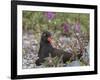USA, Alaska, Glacier Bay NP. Black Oyster Catcher Bird and Flowers-Jaynes Gallery-Framed Photographic Print
