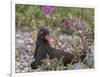 USA, Alaska, Glacier Bay NP. Black Oyster Catcher Bird and Flowers-Jaynes Gallery-Framed Photographic Print