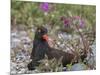 USA, Alaska, Glacier Bay NP. Black Oyster Catcher Bird and Flowers-Jaynes Gallery-Mounted Photographic Print