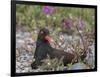 USA, Alaska, Glacier Bay NP. Black Oyster Catcher Bird and Flowers-Jaynes Gallery-Framed Photographic Print