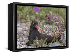 USA, Alaska, Glacier Bay NP. Black Oyster Catcher Bird and Flowers-Jaynes Gallery-Framed Stretched Canvas