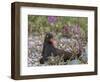 USA, Alaska, Glacier Bay NP. Black Oyster Catcher Bird and Flowers-Jaynes Gallery-Framed Photographic Print