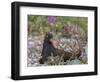 USA, Alaska, Glacier Bay NP. Black Oyster Catcher Bird and Flowers-Jaynes Gallery-Framed Photographic Print