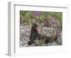 USA, Alaska, Glacier Bay NP. Black Oyster Catcher Bird and Flowers-Jaynes Gallery-Framed Photographic Print