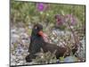 USA, Alaska, Glacier Bay NP. Black Oyster Catcher Bird and Flowers-Jaynes Gallery-Mounted Photographic Print