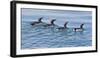 USA, Alaska, Glacier Bay NP. Four common murre swimming side-by-side.-Don Paulson-Framed Photographic Print