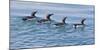 USA, Alaska, Glacier Bay NP. Four common murre swimming side-by-side.-Don Paulson-Mounted Photographic Print