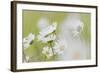 USA, Alaska, Glacier Bay NP.   of Arctic daisies in Dundas Bay.-Don Paulson-Framed Photographic Print