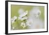 USA, Alaska, Glacier Bay NP.   of Arctic daisies in Dundas Bay.-Don Paulson-Framed Photographic Print