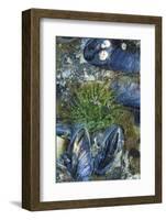 USA, Alaska. Green moon glow anemone and blue mussels in a tide pool.-Margaret Gaines-Framed Photographic Print