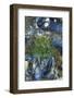 USA, Alaska. Green moon glow anemone and blue mussels in a tide pool.-Margaret Gaines-Framed Photographic Print