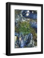 USA, Alaska. Green moon glow anemone and blue mussels in a tide pool.-Margaret Gaines-Framed Photographic Print