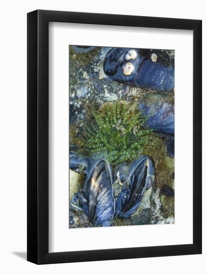 USA, Alaska. Green moon glow anemone and blue mussels in a tide pool.-Margaret Gaines-Framed Photographic Print