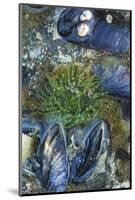USA, Alaska. Green moon glow anemone and blue mussels in a tide pool.-Margaret Gaines-Mounted Photographic Print