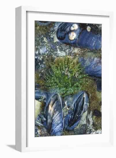 USA, Alaska. Green moon glow anemone and blue mussels in a tide pool.-Margaret Gaines-Framed Photographic Print