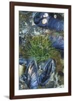 USA, Alaska. Green moon glow anemone and blue mussels in a tide pool.-Margaret Gaines-Framed Photographic Print