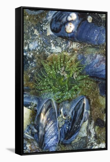 USA, Alaska. Green moon glow anemone and blue mussels in a tide pool.-Margaret Gaines-Framed Stretched Canvas
