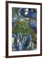 USA, Alaska. Green moon glow anemone and blue mussels in a tide pool.-Margaret Gaines-Framed Premium Photographic Print