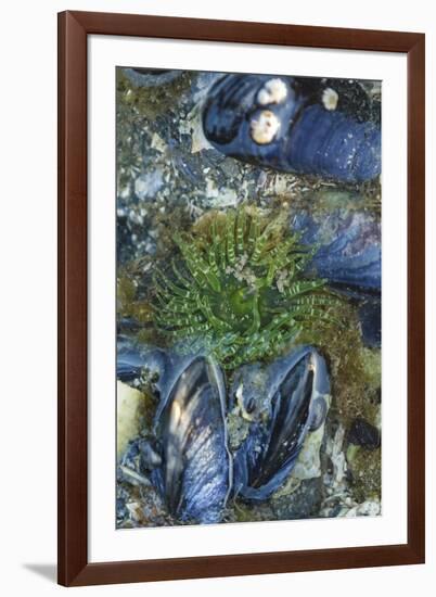 USA, Alaska. Green moon glow anemone and blue mussels in a tide pool.-Margaret Gaines-Framed Premium Photographic Print