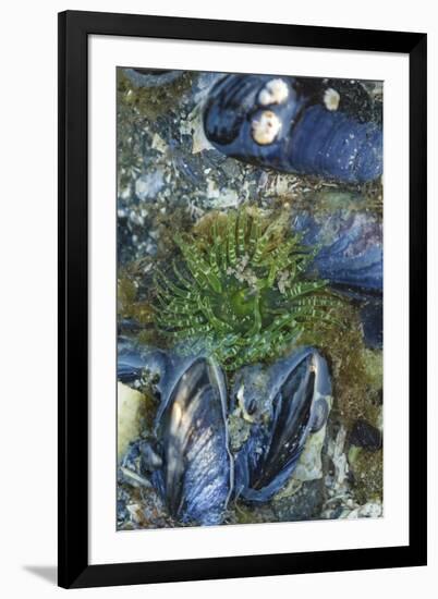 USA, Alaska. Green moon glow anemone and blue mussels in a tide pool.-Margaret Gaines-Framed Premium Photographic Print