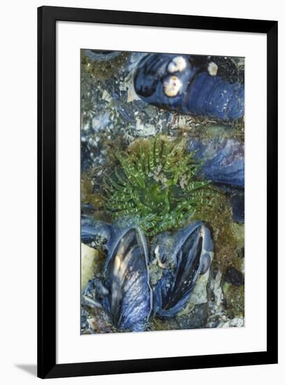 USA, Alaska. Green moon glow anemone and blue mussels in a tide pool.-Margaret Gaines-Framed Premium Photographic Print