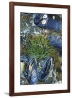 USA, Alaska. Green moon glow anemone and blue mussels in a tide pool.-Margaret Gaines-Framed Premium Photographic Print
