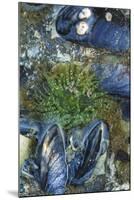 USA, Alaska. Green moon glow anemone and blue mussels in a tide pool.-Margaret Gaines-Mounted Premium Photographic Print