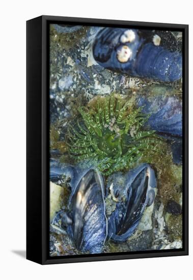 USA, Alaska. Green moon glow anemone and blue mussels in a tide pool.-Margaret Gaines-Framed Stretched Canvas