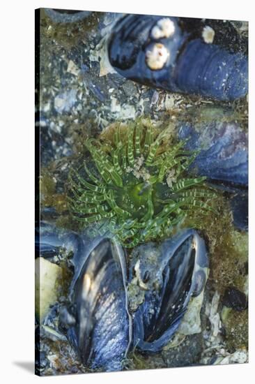 USA, Alaska. Green moon glow anemone and blue mussels in a tide pool.-Margaret Gaines-Stretched Canvas