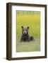 USA, Alaska. Grizzly bear cub sits in a meadow in Lake Clark National Park.-Brenda Tharp-Framed Photographic Print