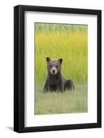 USA, Alaska. Grizzly bear cub sits in a meadow in Lake Clark National Park.-Brenda Tharp-Framed Photographic Print