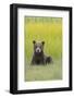 USA, Alaska. Grizzly bear cub sits in a meadow in Lake Clark National Park.-Brenda Tharp-Framed Photographic Print