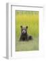 USA, Alaska. Grizzly bear cub sits in a meadow in Lake Clark National Park.-Brenda Tharp-Framed Photographic Print