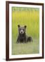 USA, Alaska. Grizzly bear cub sits in a meadow in Lake Clark National Park.-Brenda Tharp-Framed Premium Photographic Print