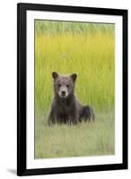 USA, Alaska. Grizzly bear cub sits in a meadow in Lake Clark National Park.-Brenda Tharp-Framed Premium Photographic Print