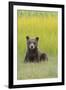 USA, Alaska. Grizzly bear cub sits in a meadow in Lake Clark National Park.-Brenda Tharp-Framed Premium Photographic Print