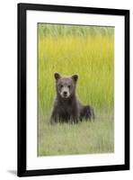 USA, Alaska. Grizzly bear cub sits in a meadow in Lake Clark National Park.-Brenda Tharp-Framed Premium Photographic Print