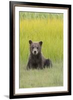 USA, Alaska. Grizzly bear cub sits in a meadow in Lake Clark National Park.-Brenda Tharp-Framed Premium Photographic Print