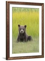 USA, Alaska. Grizzly bear cub sits in a meadow in Lake Clark National Park.-Brenda Tharp-Framed Premium Photographic Print