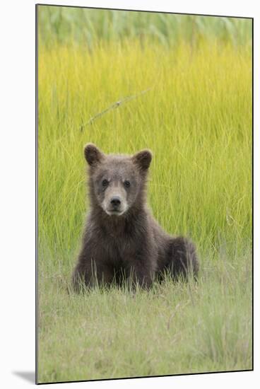 USA, Alaska. Grizzly bear cub sits in a meadow in Lake Clark National Park.-Brenda Tharp-Mounted Premium Photographic Print