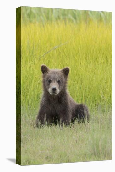 USA, Alaska. Grizzly bear cub sits in a meadow in Lake Clark National Park.-Brenda Tharp-Stretched Canvas