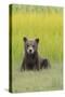 USA, Alaska. Grizzly bear cub sits in a meadow in Lake Clark National Park.-Brenda Tharp-Stretched Canvas