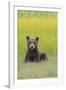 USA, Alaska. Grizzly bear cub sits in a meadow in Lake Clark National Park.-Brenda Tharp-Framed Photographic Print