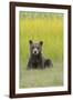 USA, Alaska. Grizzly bear cub sits in a meadow in Lake Clark National Park.-Brenda Tharp-Framed Photographic Print