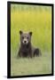 USA, Alaska. Grizzly bear cub sits in a meadow in Lake Clark National Park.-Brenda Tharp-Framed Photographic Print