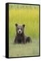 USA, Alaska. Grizzly bear cub sits in a meadow in Lake Clark National Park.-Brenda Tharp-Framed Stretched Canvas