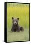 USA, Alaska. Grizzly bear cub sits in a meadow in Lake Clark National Park.-Brenda Tharp-Framed Stretched Canvas
